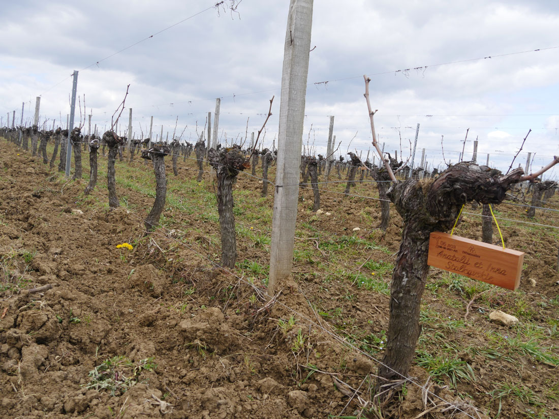 Виноградник на урожай